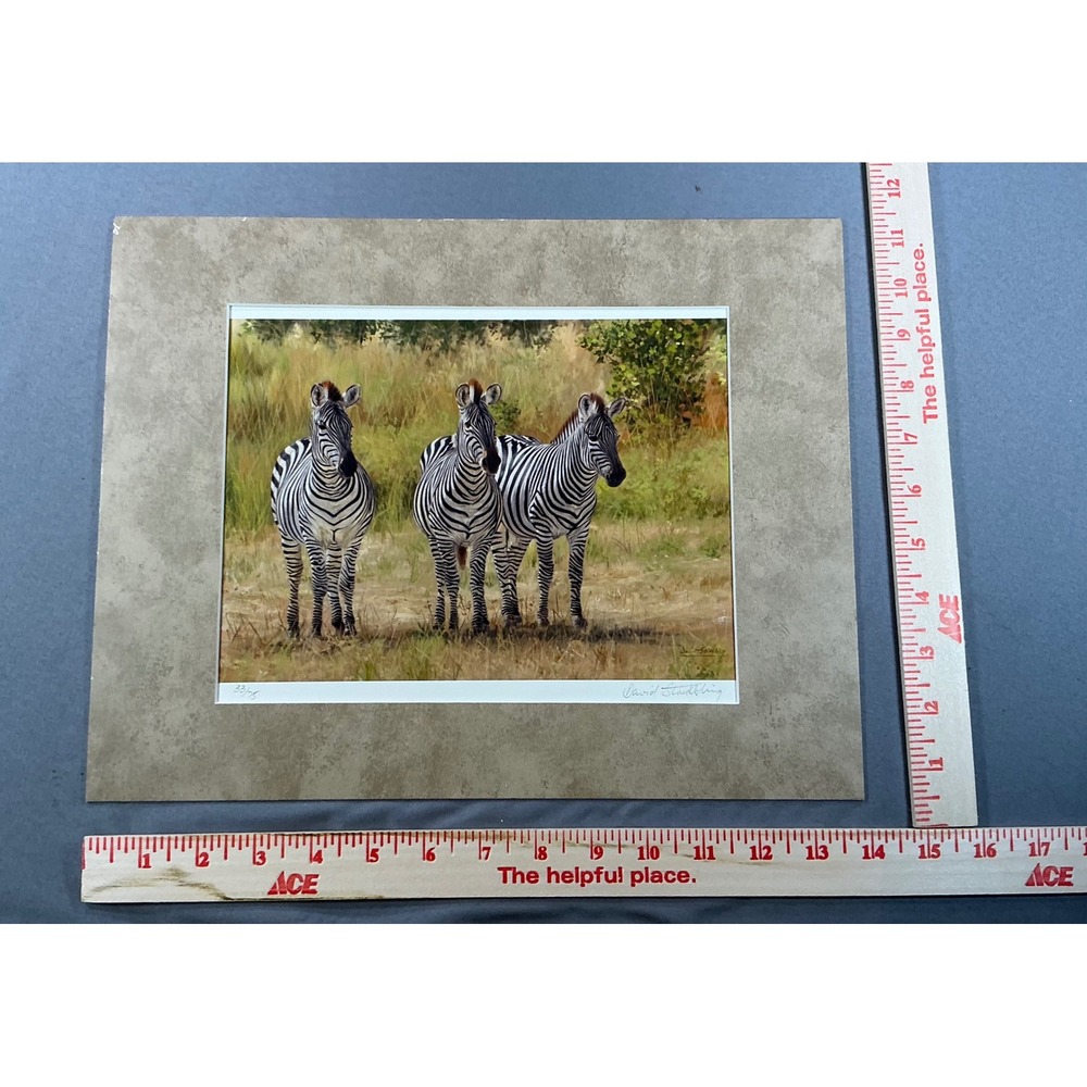 David Stribbling Signed Numbered Zebra Print 33/195 African Wildlife Art Matted